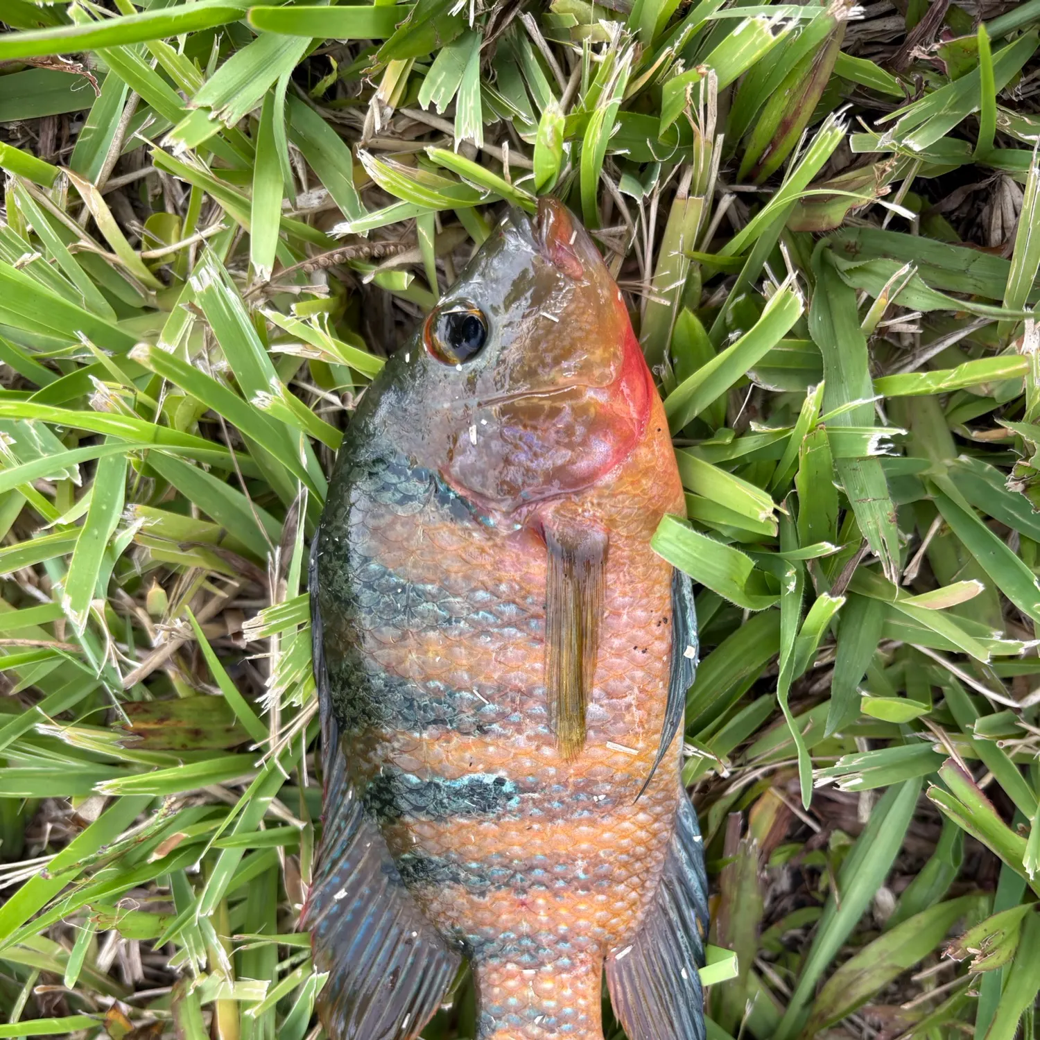 The most recent Mayan cichlid catches on Fishbrain
