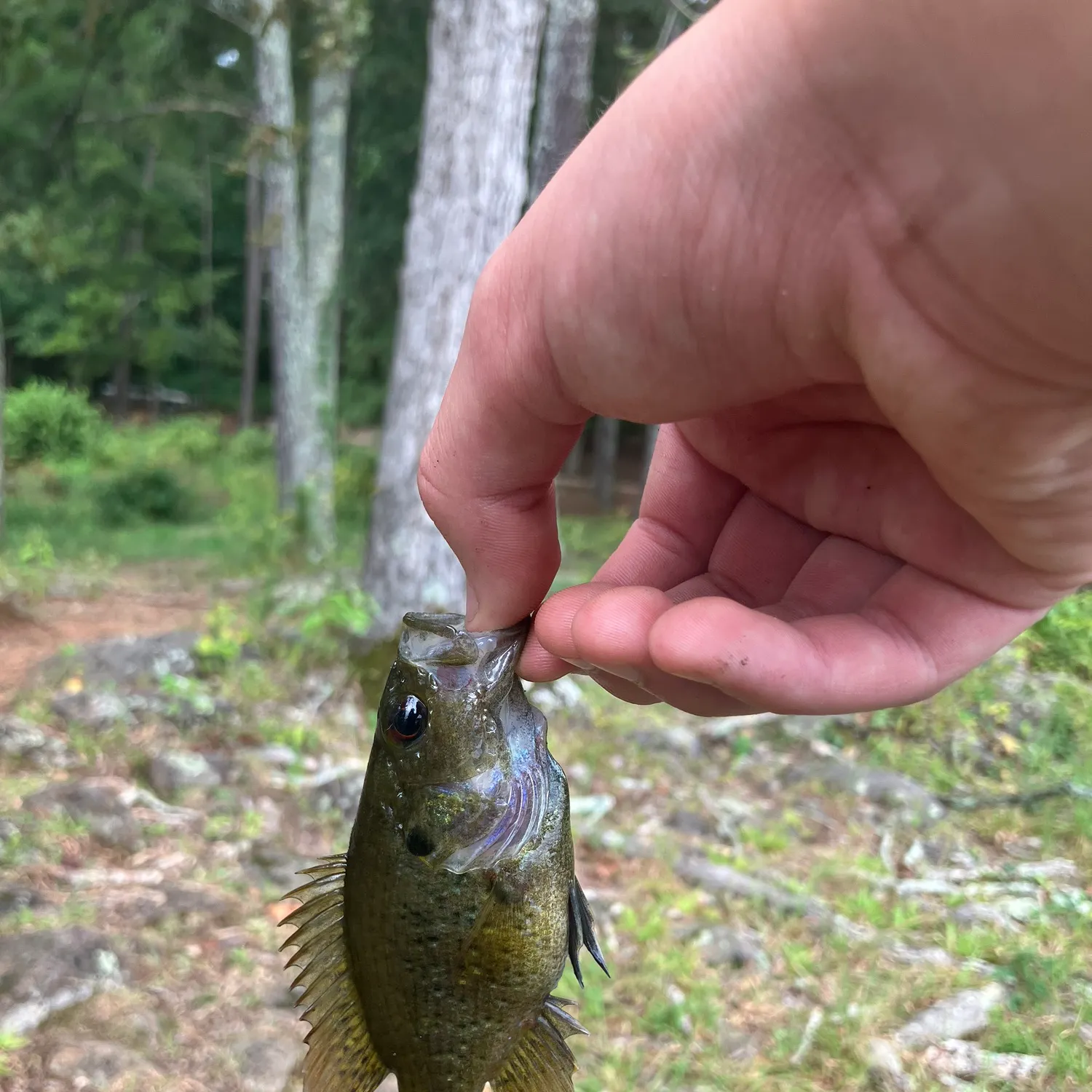 Rock bass caught on Fishbrain