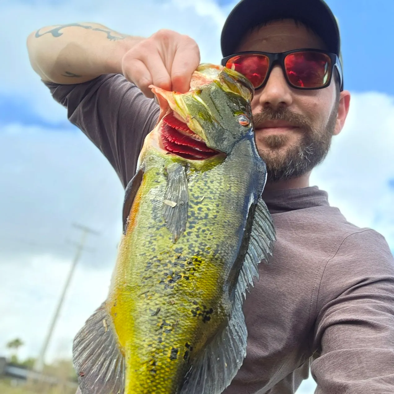 The most recent Butterfly peacock bass catches on Fishbrain