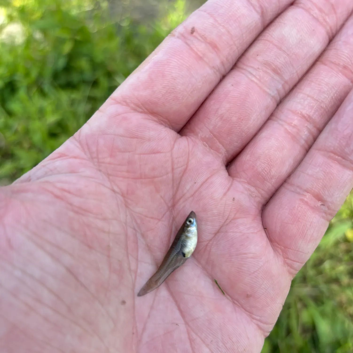 The most recent Western mosquitofish catches on Fishbrain