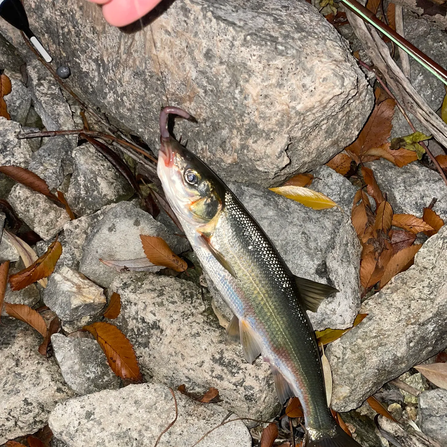 The most recent Peamouth catches on Fishbrain