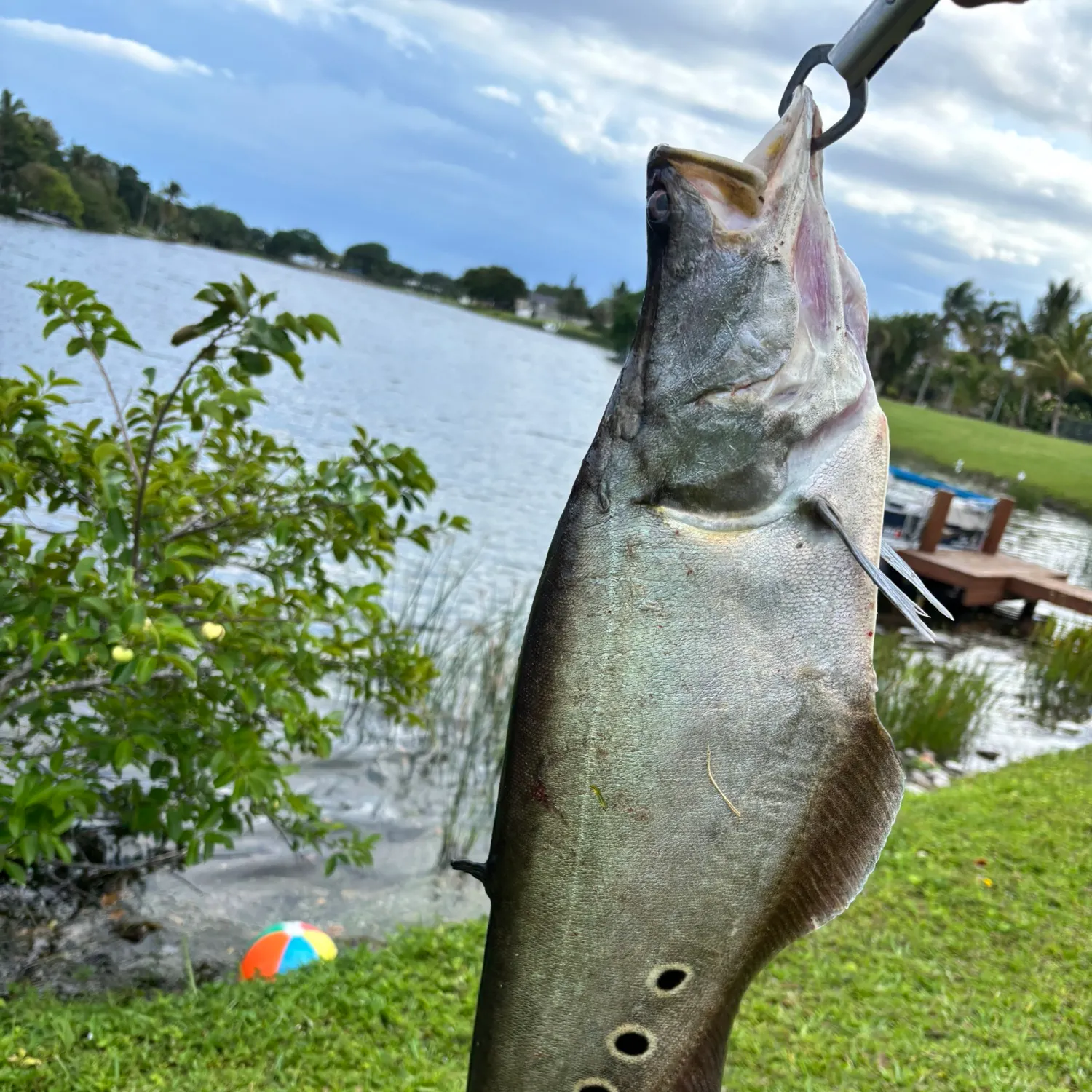 The most recent Clown knifefish catches on Fishbrain
