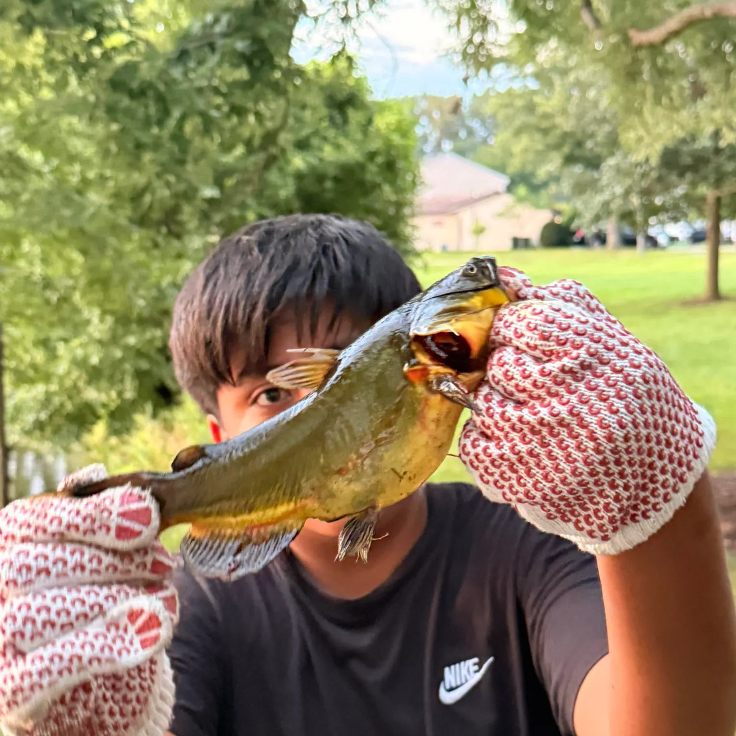 Yellow bullhead caught on Fishbrain