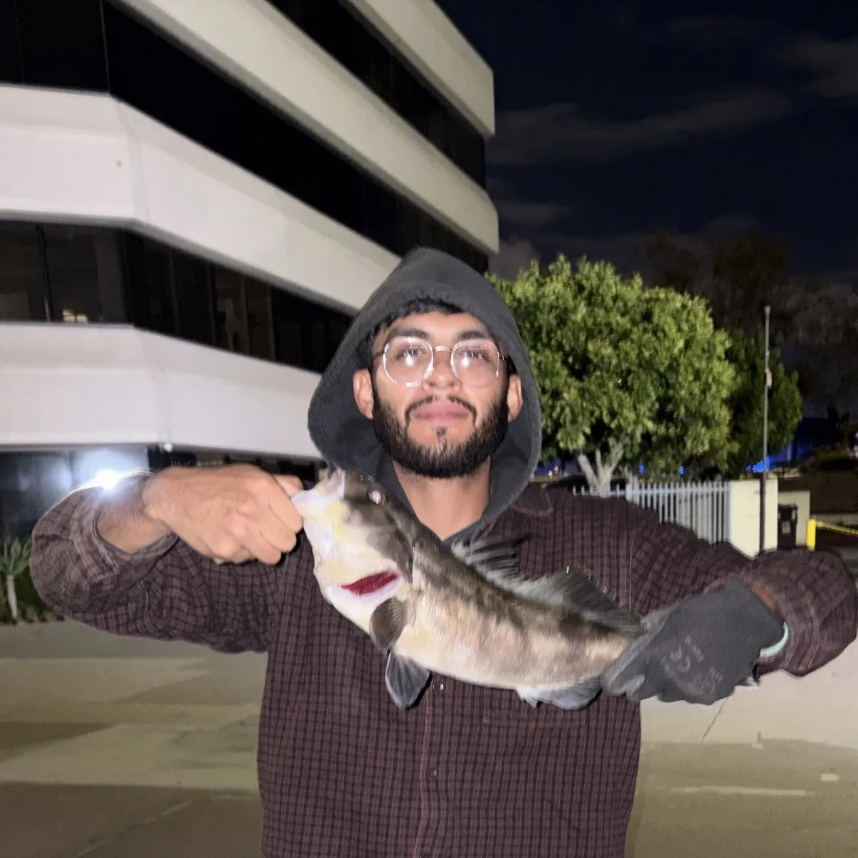Barred sand bass caught on Fishbrain