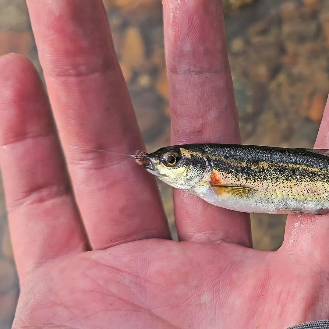 The most recent Redside shiner catches on Fishbrain