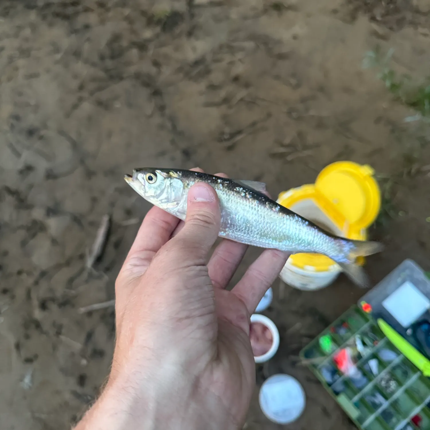 The most recent Skipjack herring catches on Fishbrain