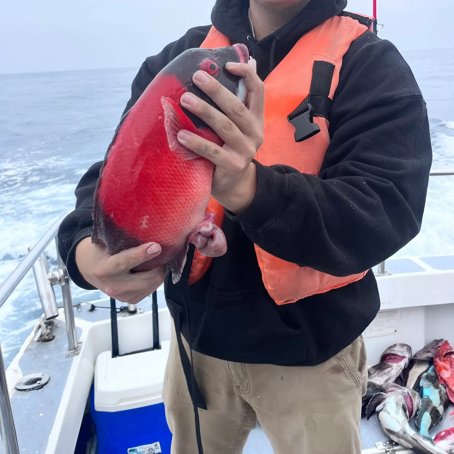The most recent California sheephead catches on Fishbrain