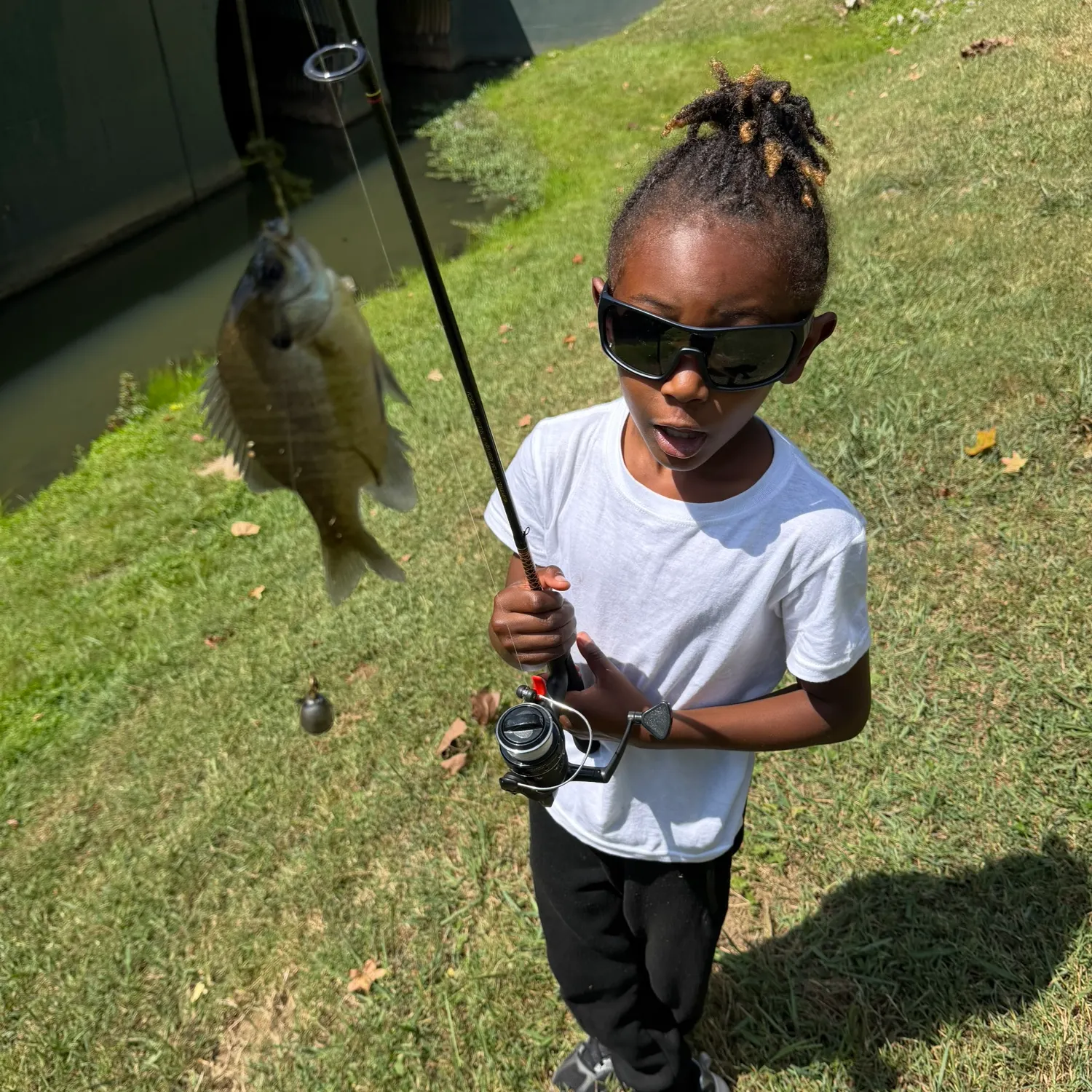 Bluegill caught on Fishbrain