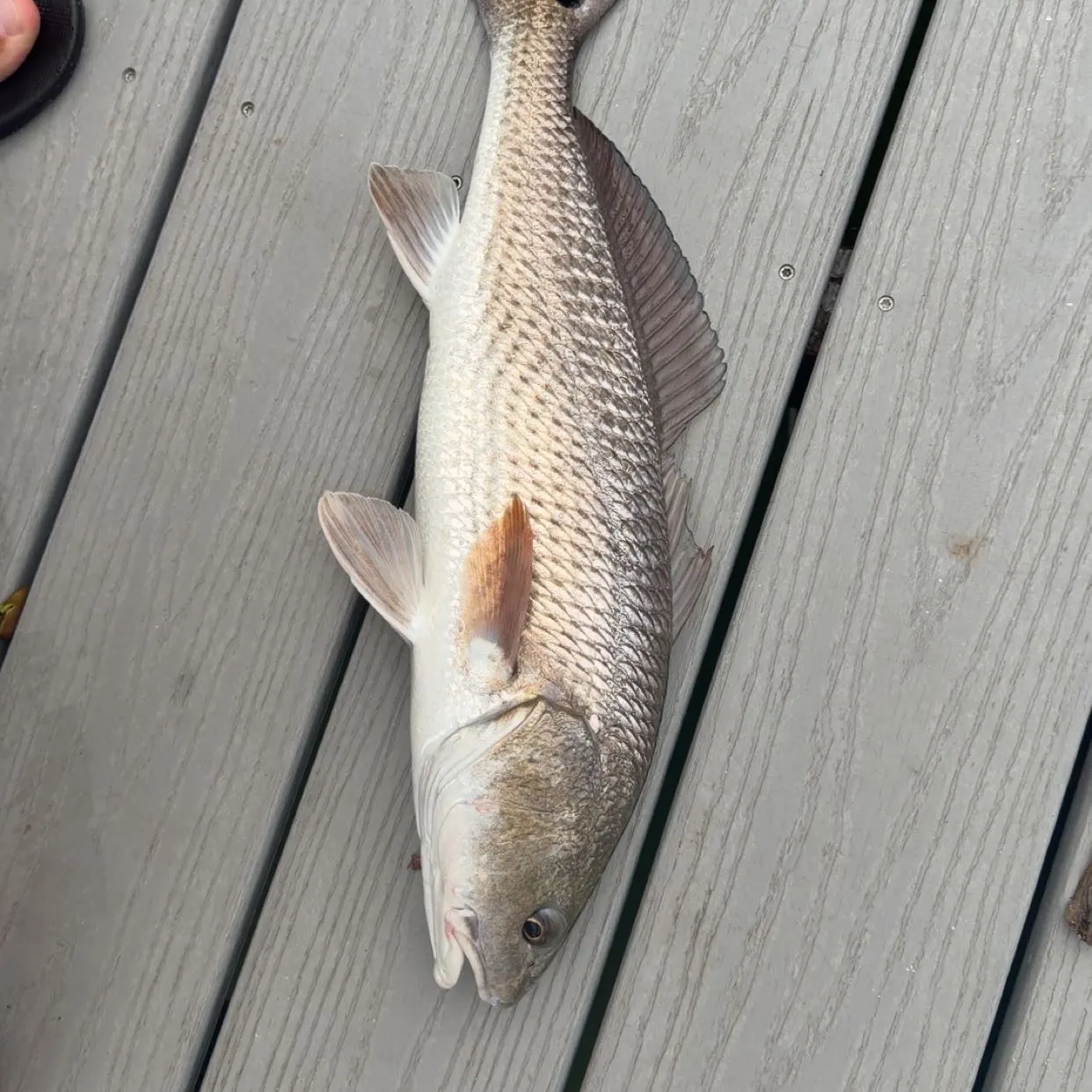 Red drum caught on Fishbrain