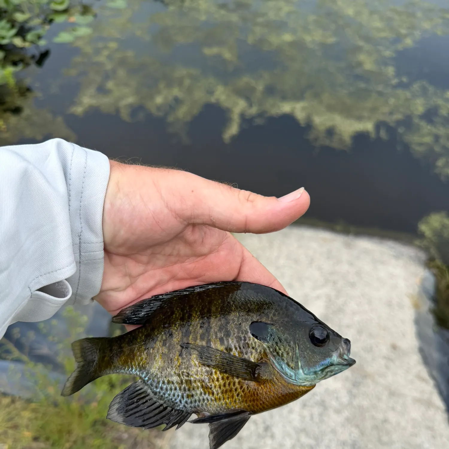 Bluegill caught on Fishbrain