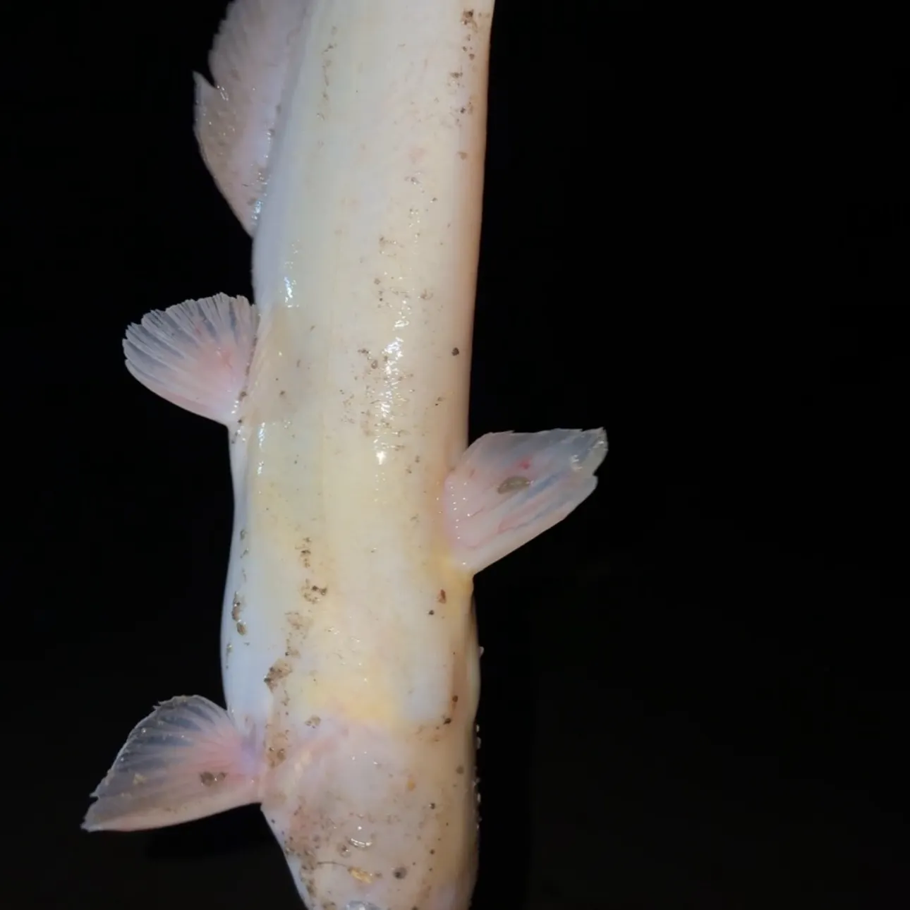 Channel catfish caught on Fishbrain