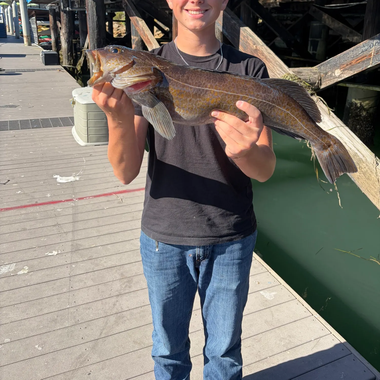 Lingcod caught on Fishbrain