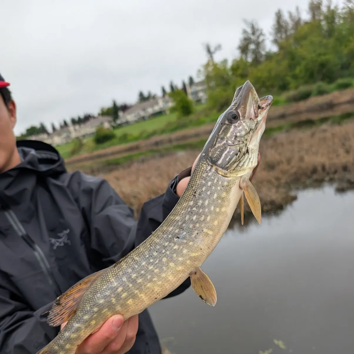 Northern pike caught on Fishbrain