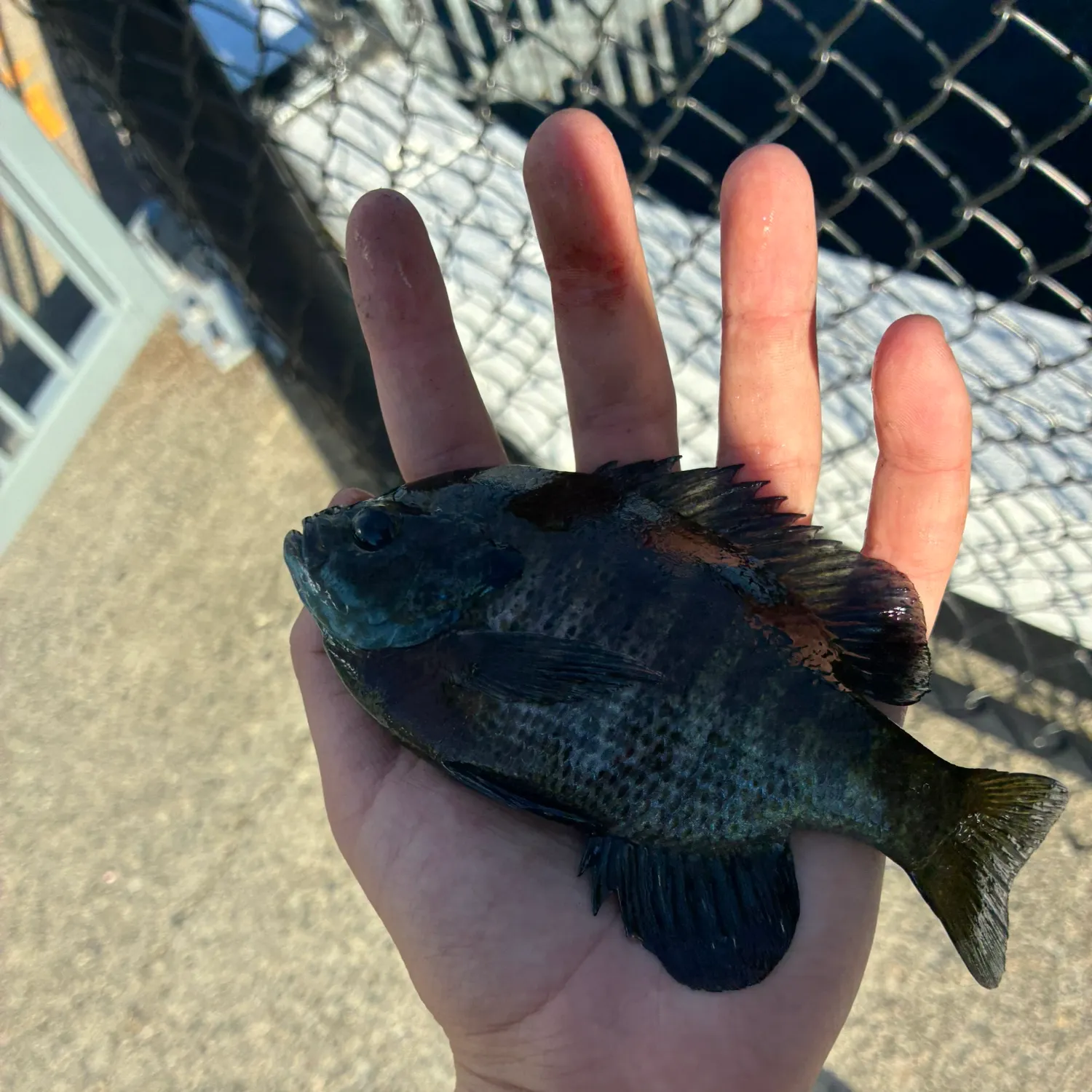catch