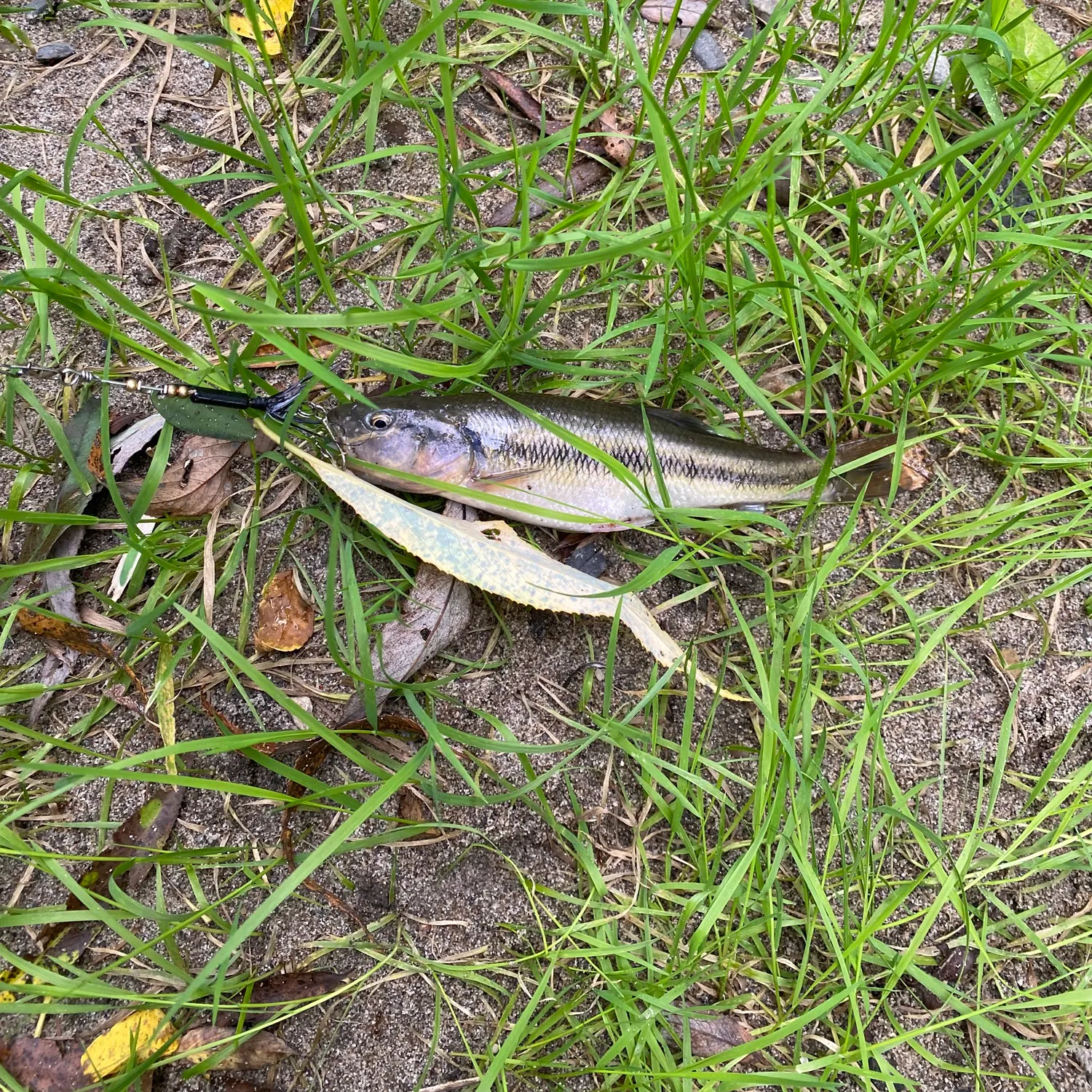 Creek chub caught on Fishbrain
