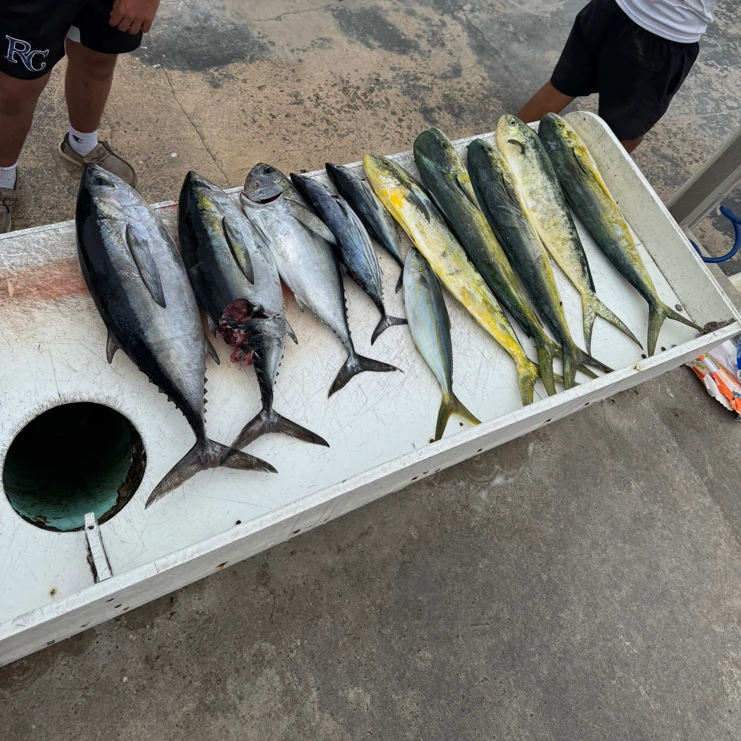 The most recent Blackfin tuna catches on Fishbrain