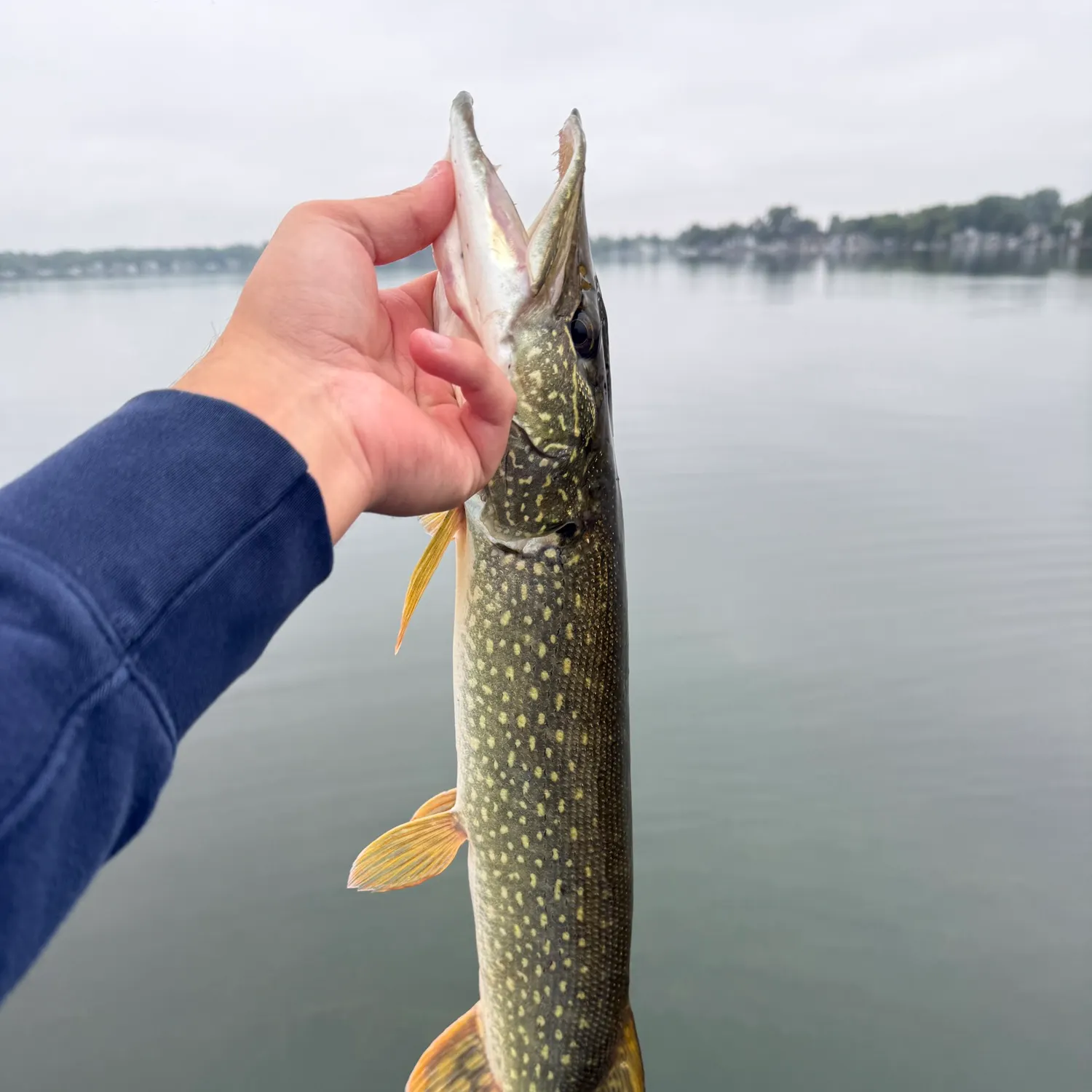 Northern pike caught on Fishbrain