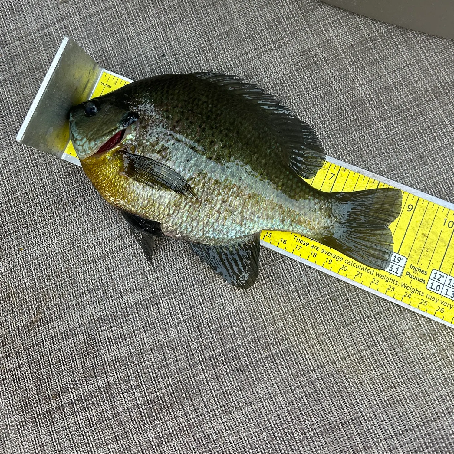 recently logged catches