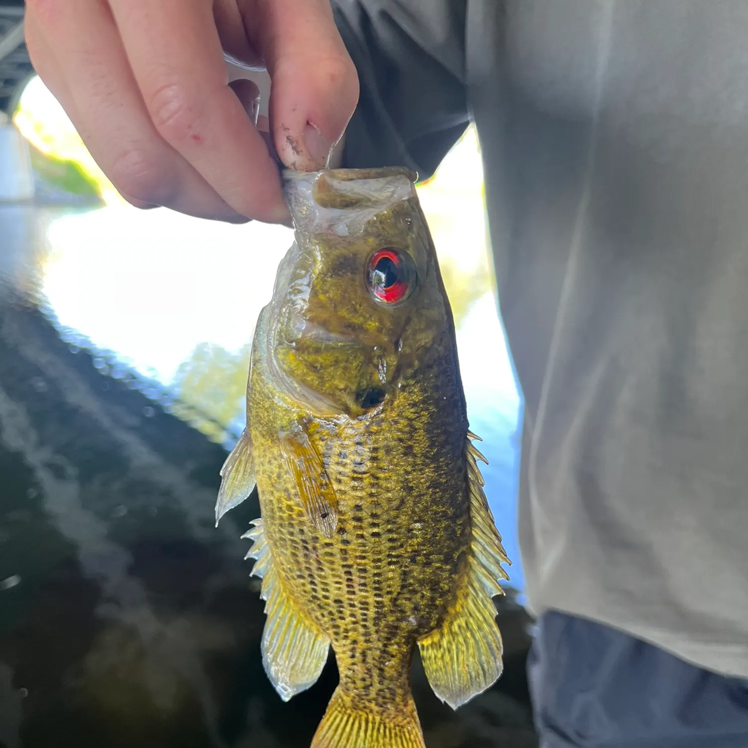 The most recent Rock bass catches on Fishbrain