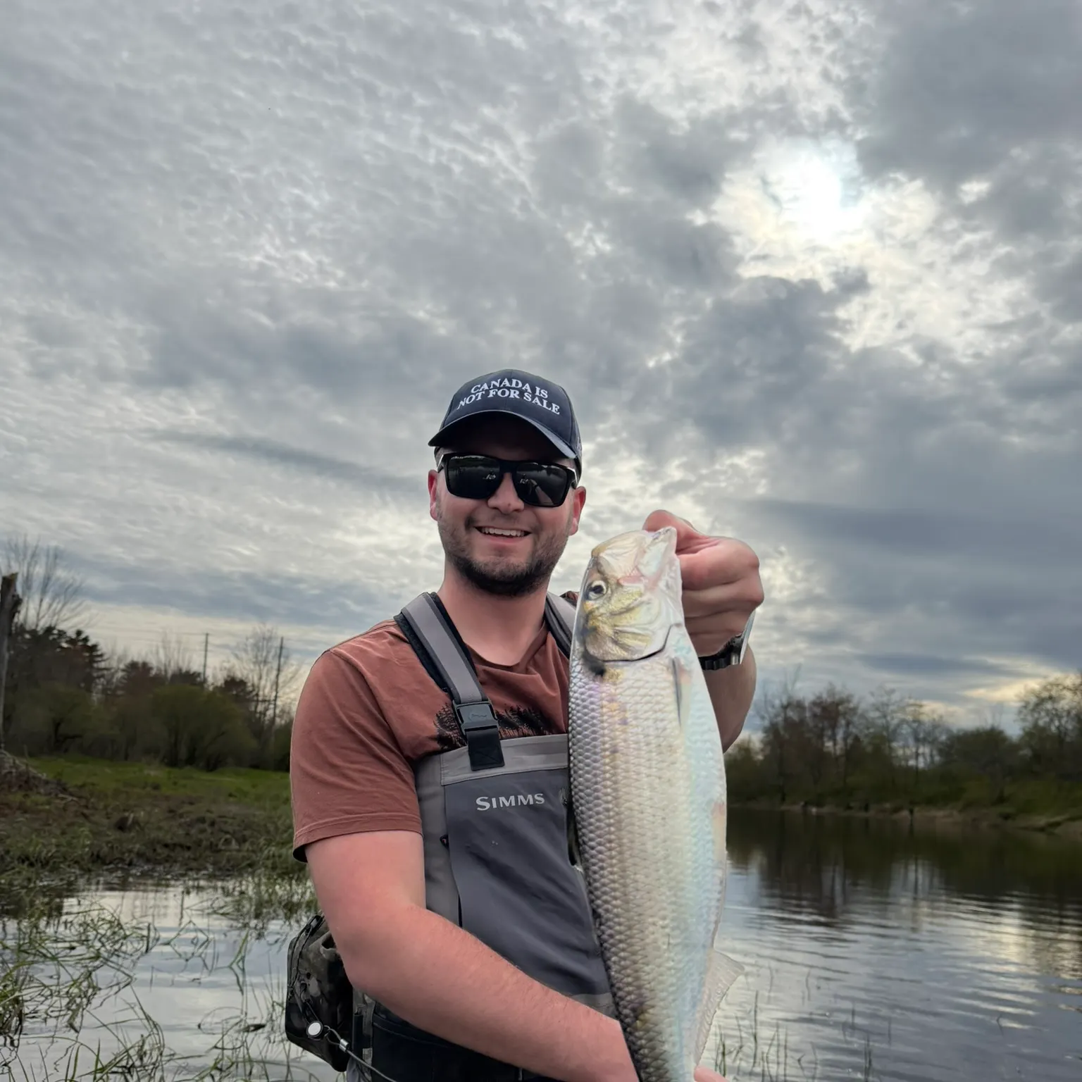 The most recent American shad catches on Fishbrain