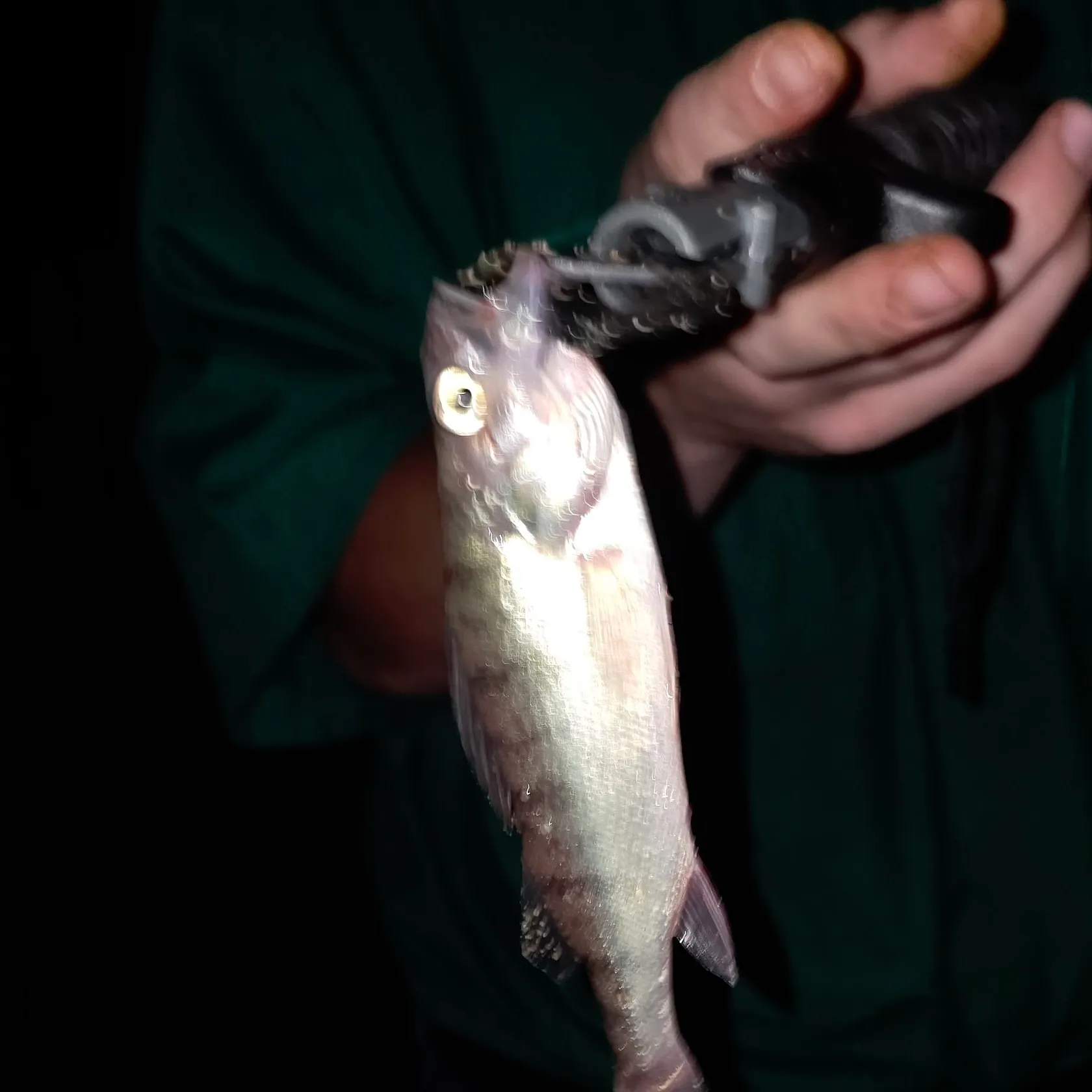 Yellow perch caught on Fishbrain