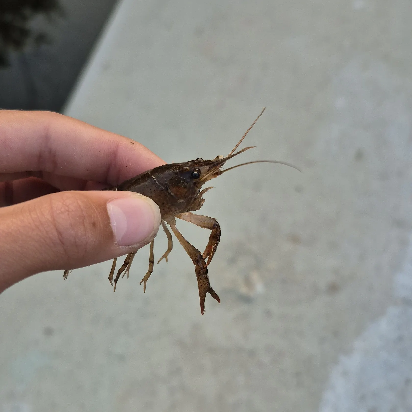 The most recent Signal crayfish catches on Fishbrain