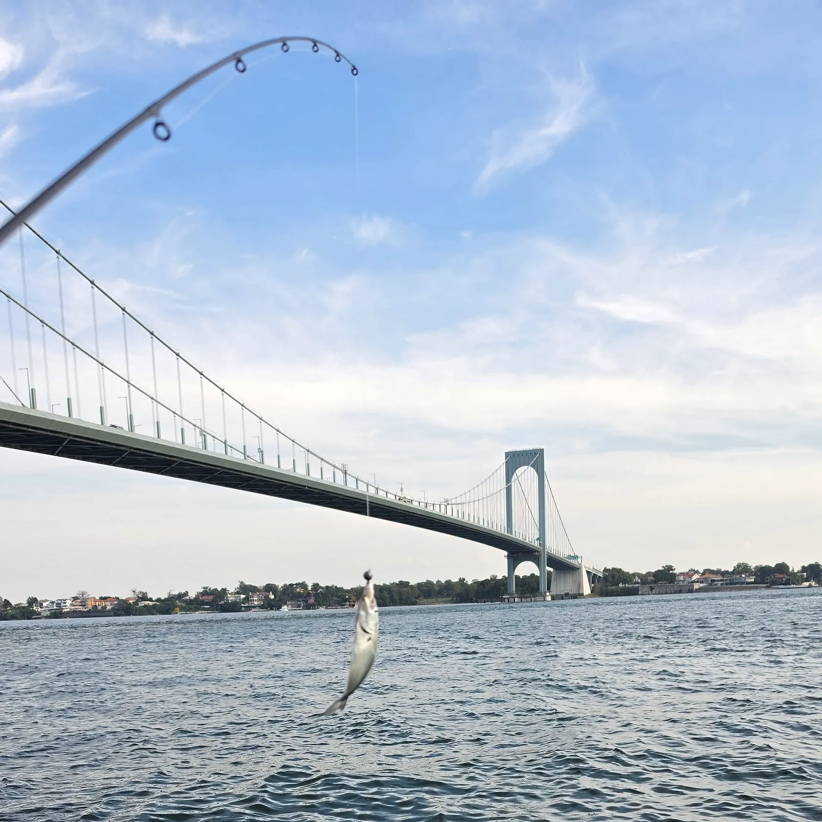 Bluefish caught on Fishbrain