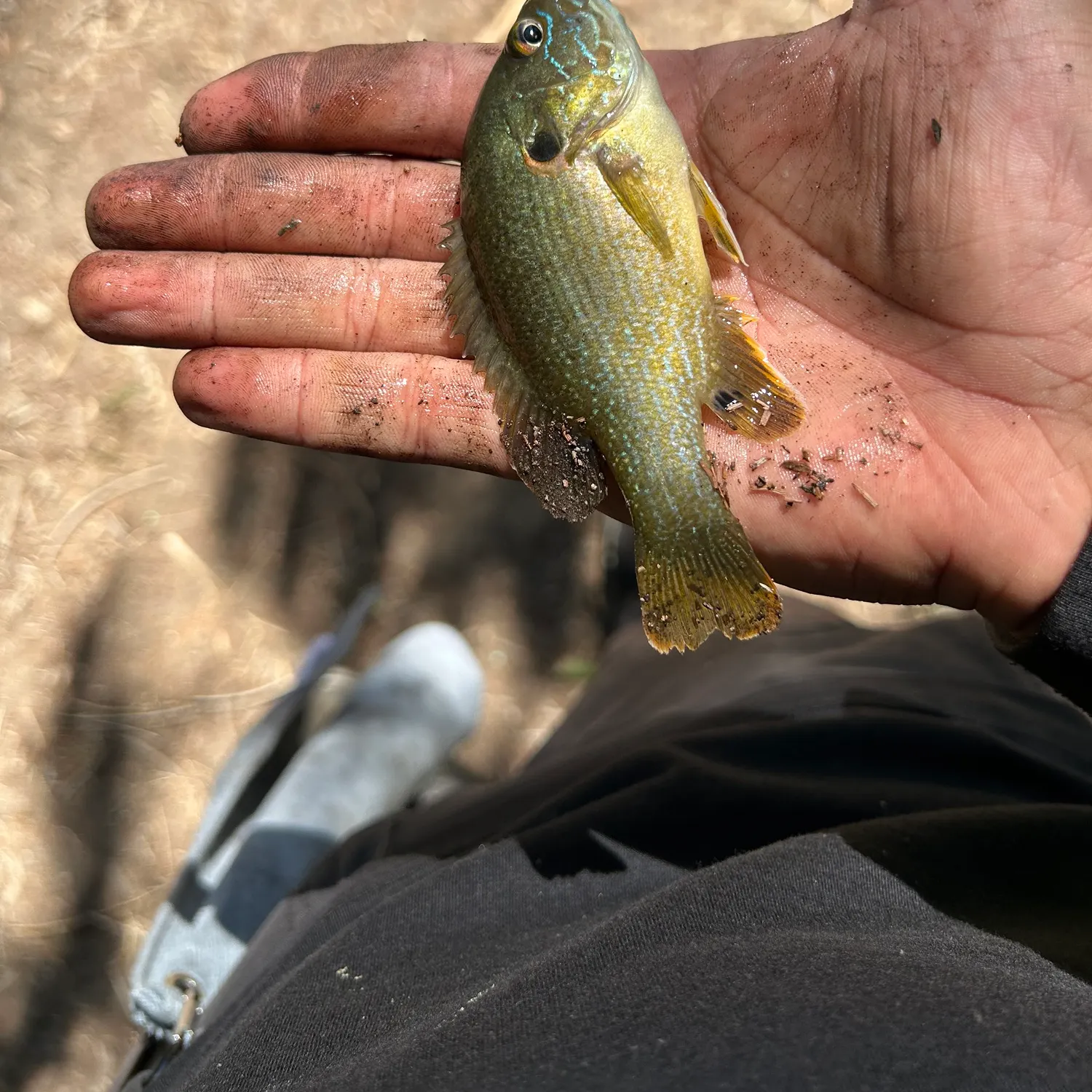 Green sunfish caught on Fishbrain