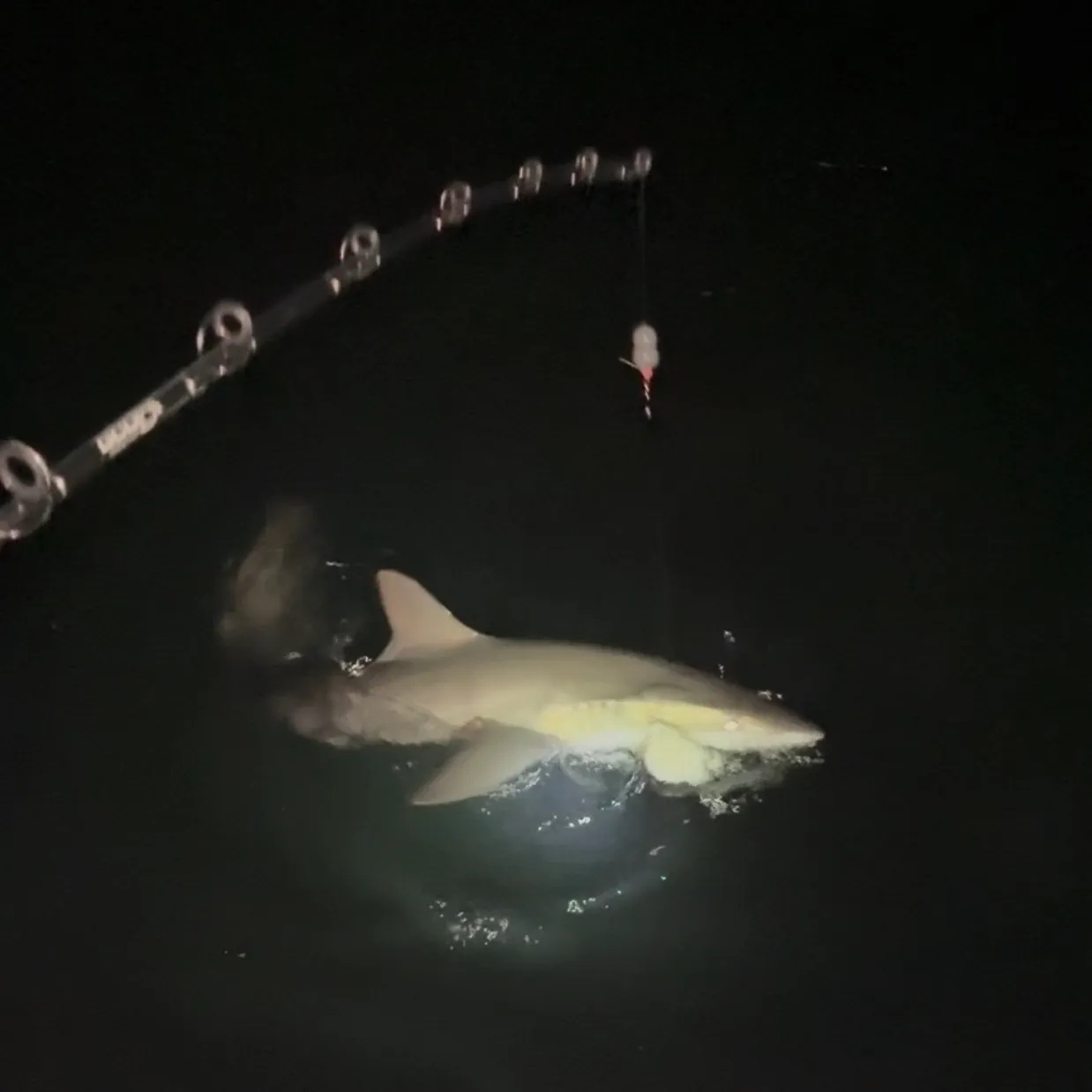 The most recent Sandbar shark catches on Fishbrain