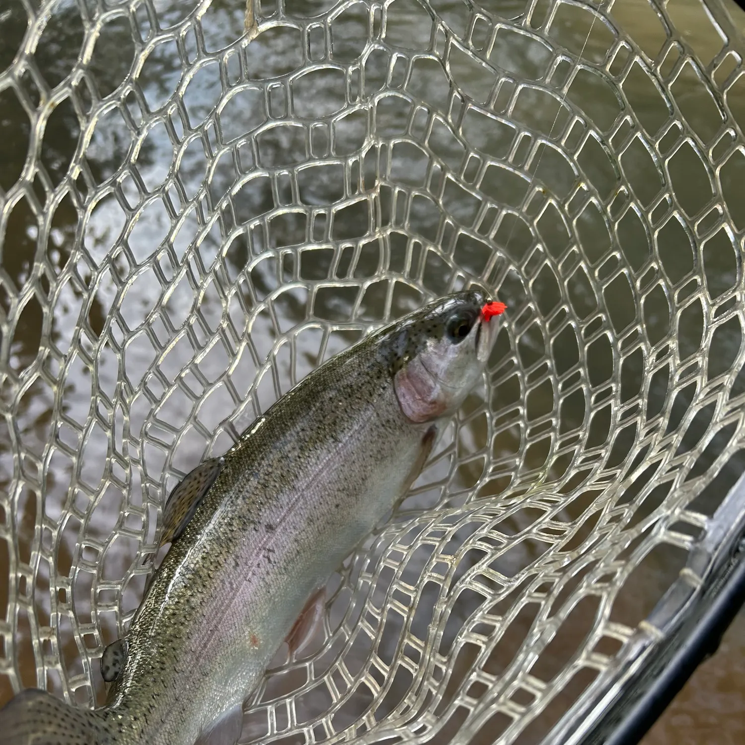Rainbow trout caught on Fishbrain