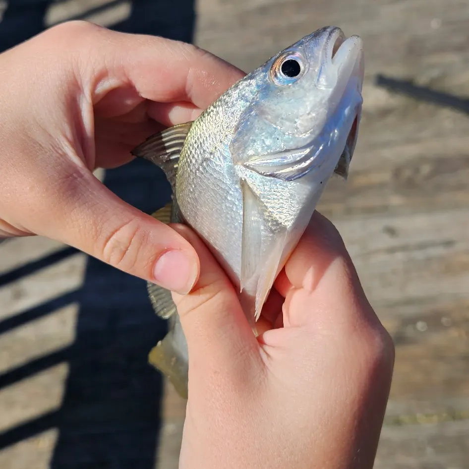 Silver perch caught on Fishbrain