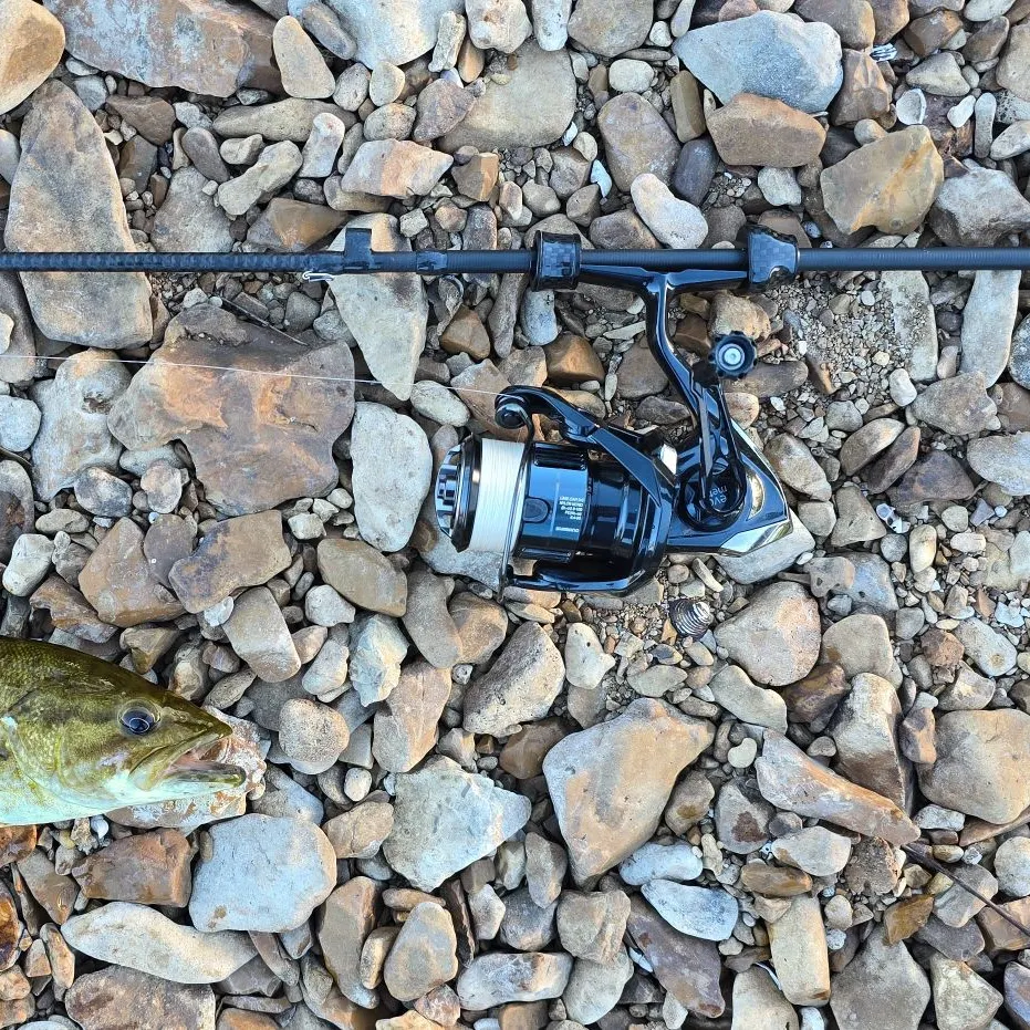 The most recent Neosho bass catches on Fishbrain