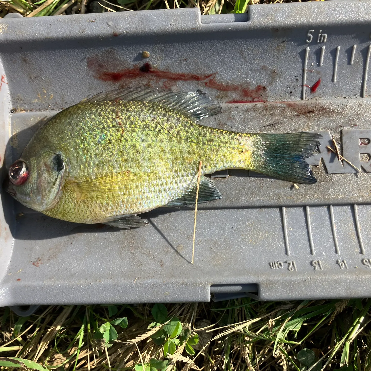 Bluegill caught on Fishbrain