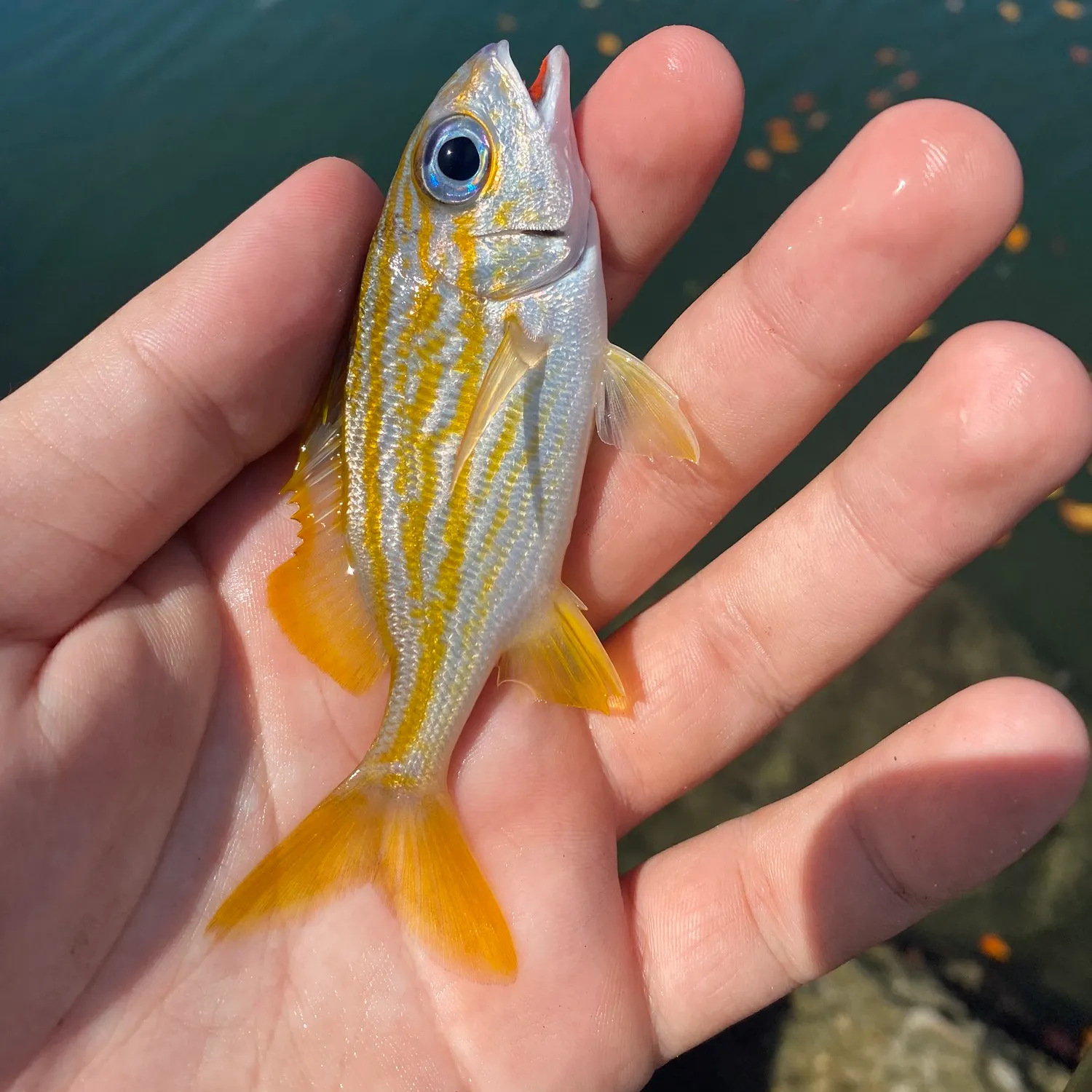 The most recent French grunt catches on Fishbrain