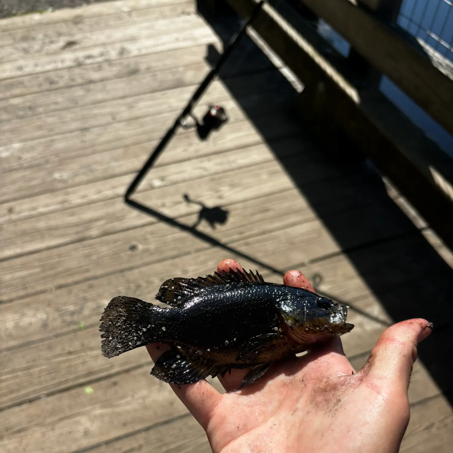 The most recent Mud sunfish catches on Fishbrain