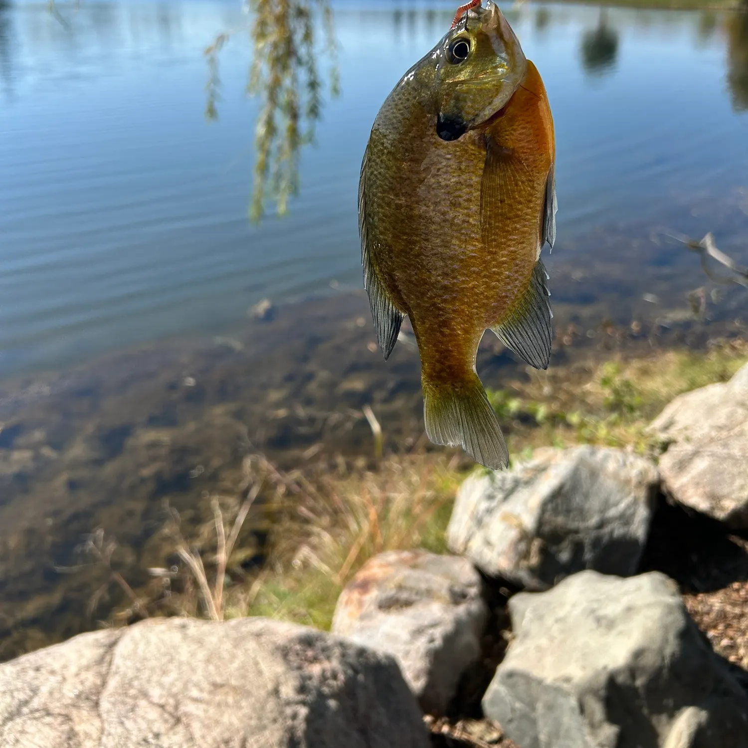 Bluegill caught on Fishbrain