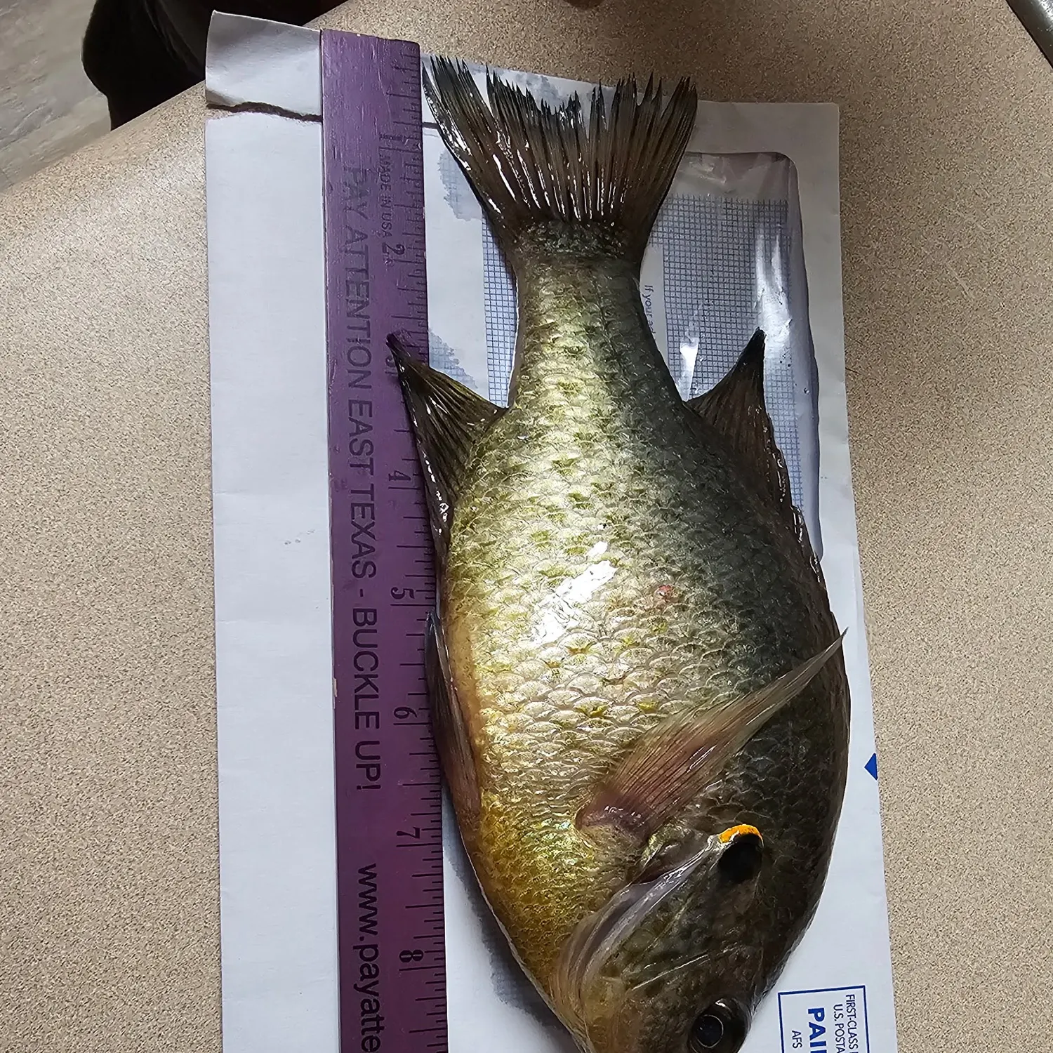 Redear sunfish caught on Fishbrain