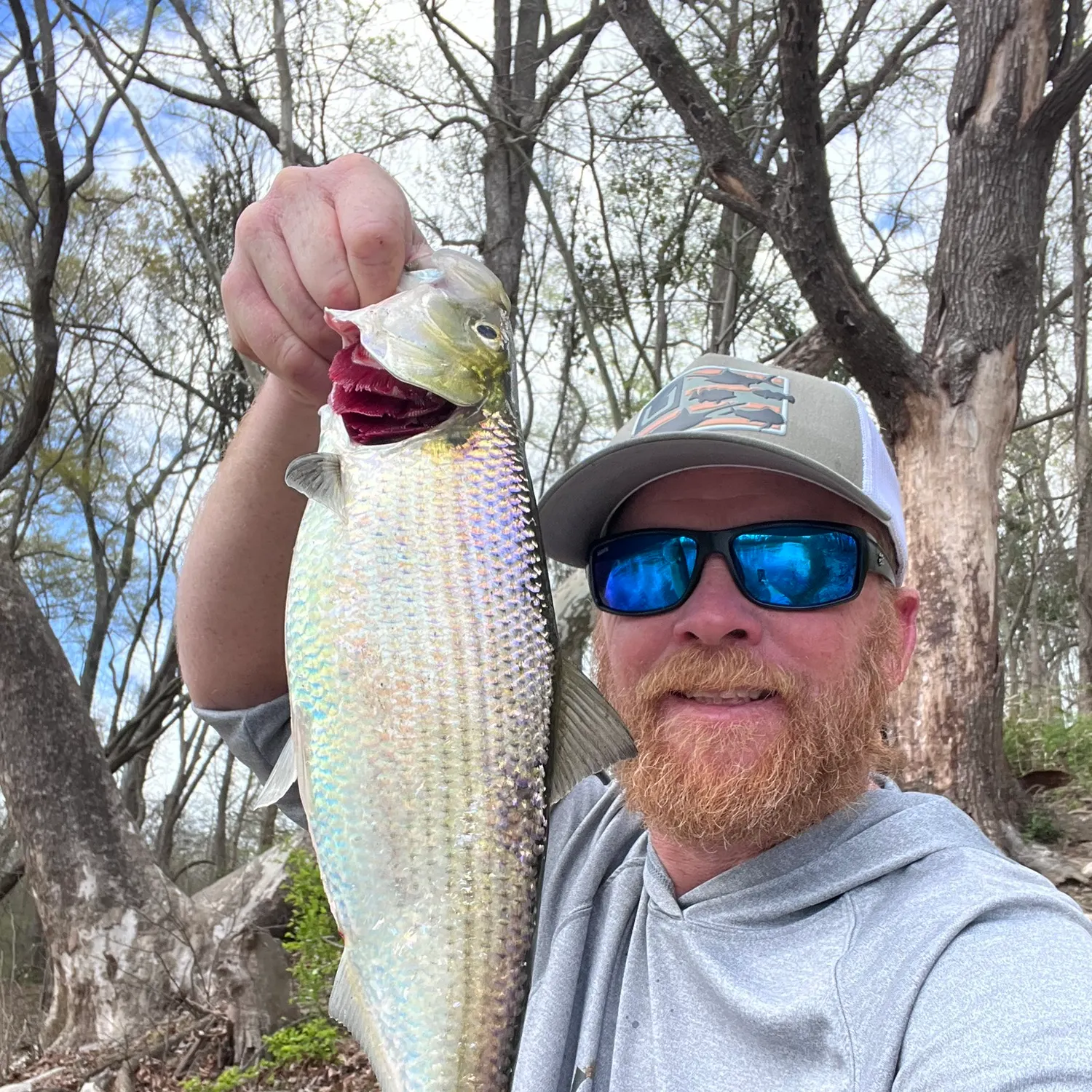 The most recent Hickory shad catches on Fishbrain