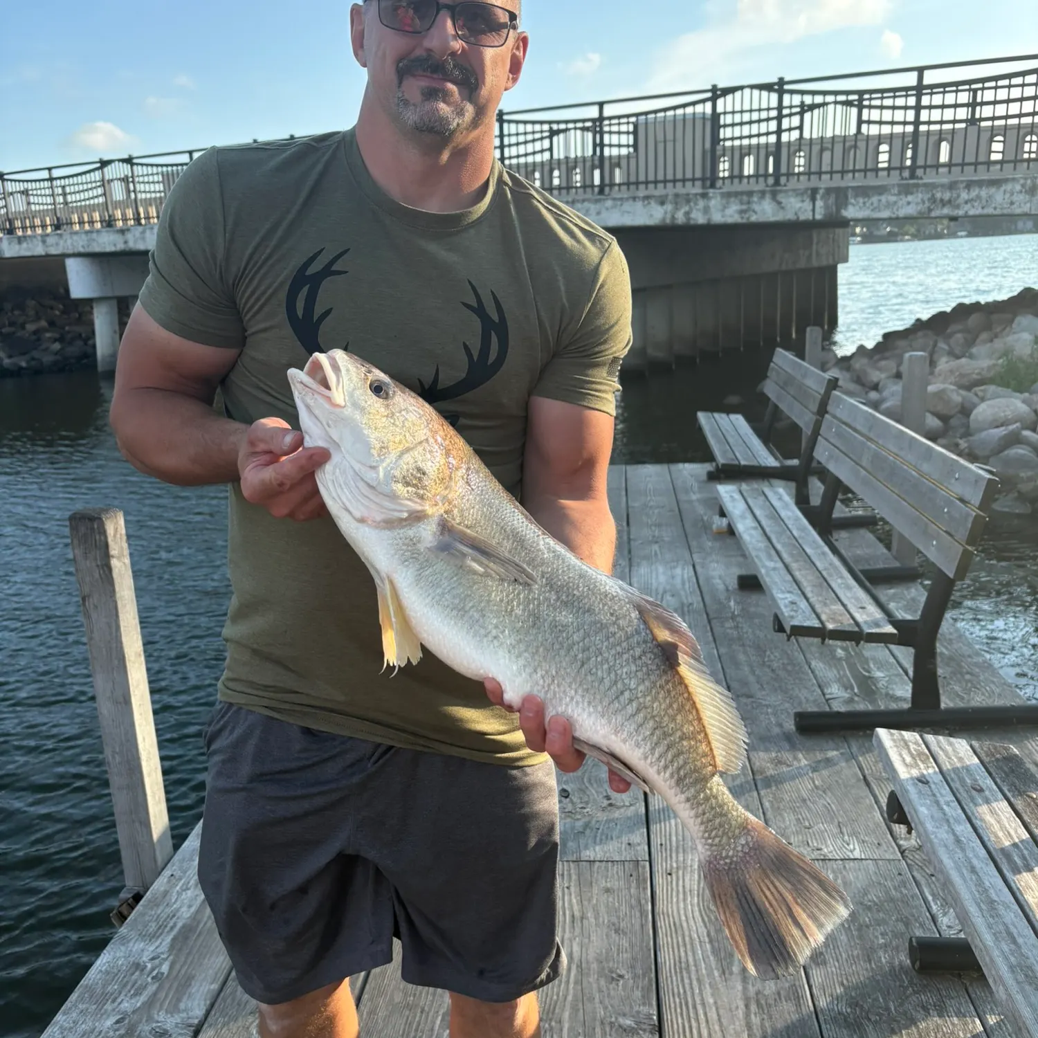 Freshwater drum caught on Fishbrain