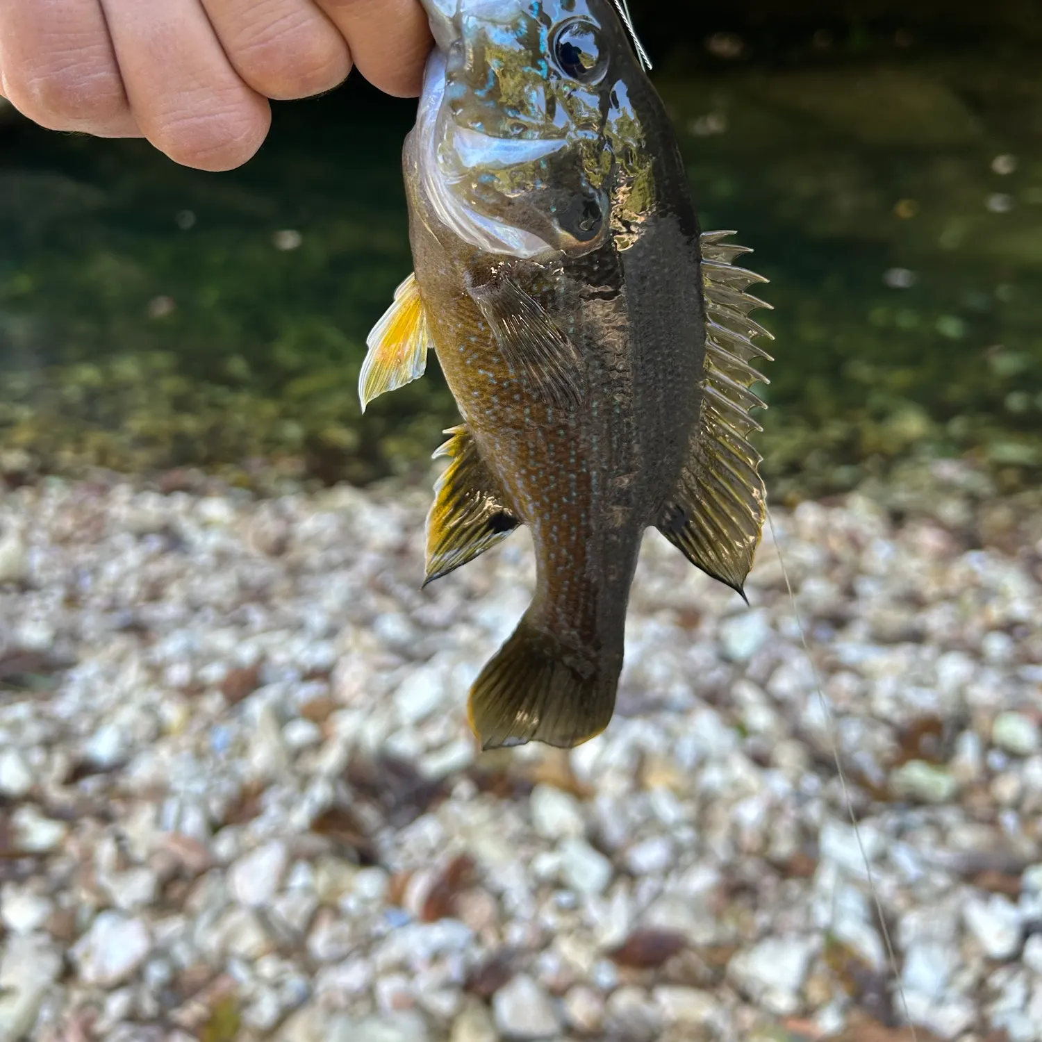 Green sunfish caught on Fishbrain
