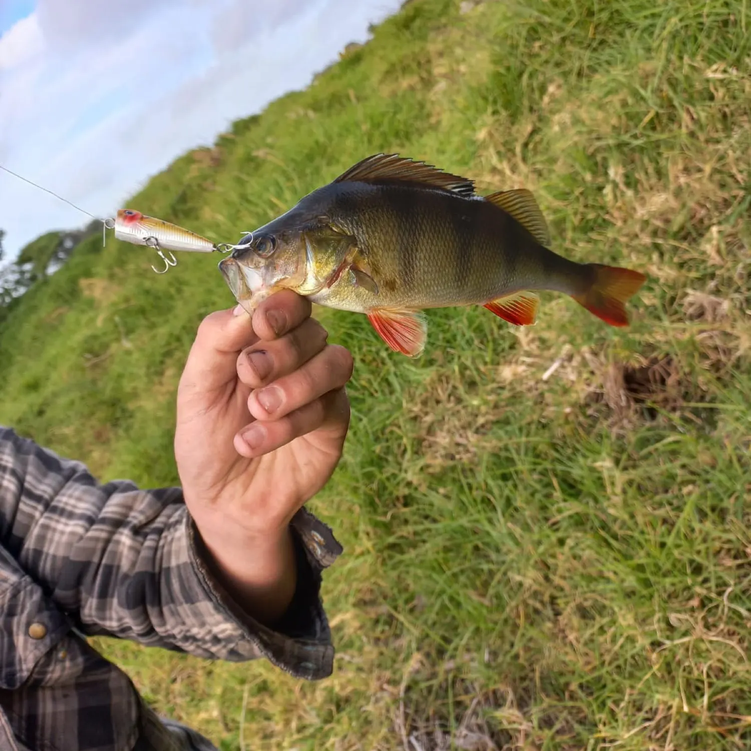 European perch caught on Fishbrain