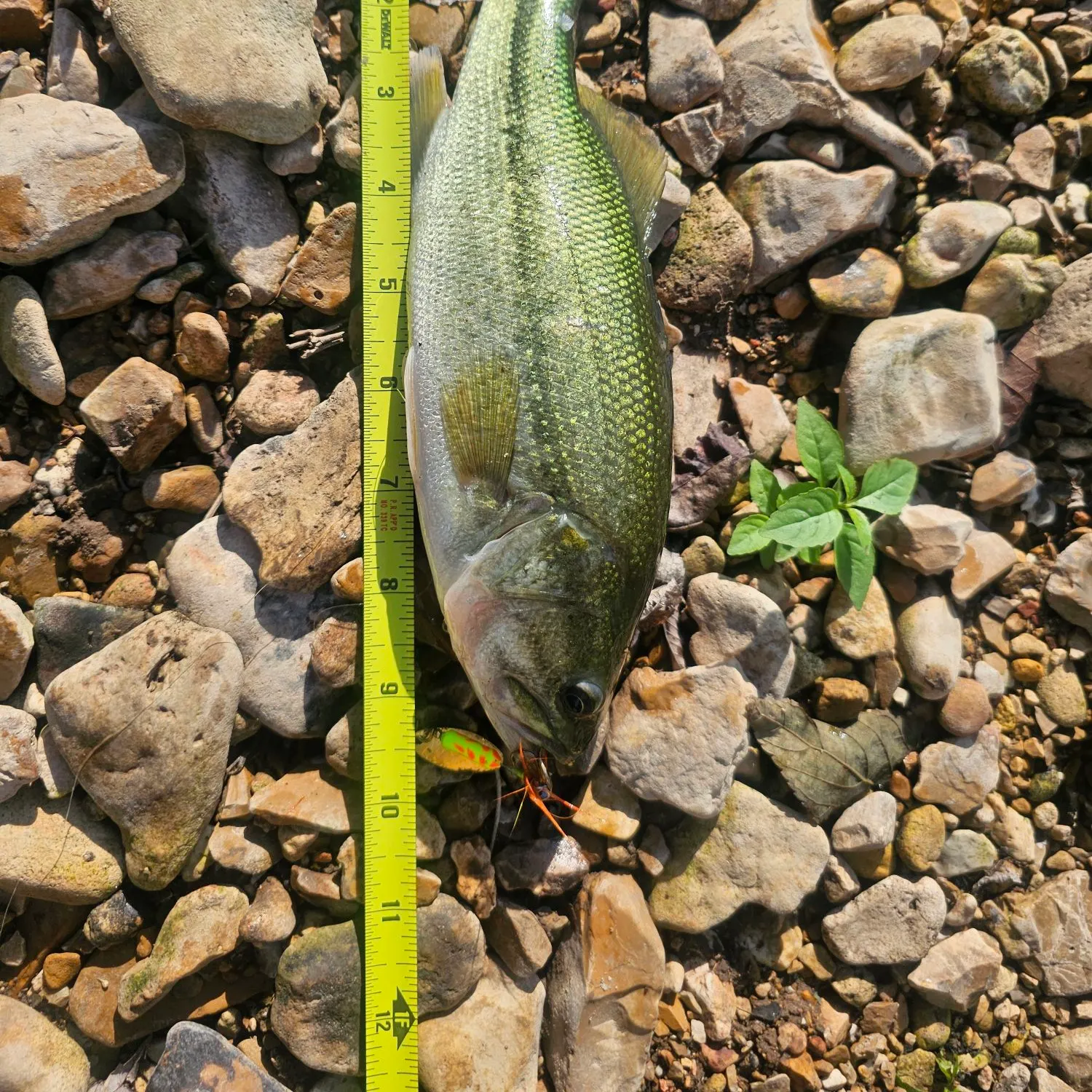 Largemouth bass caught on Fishbrain