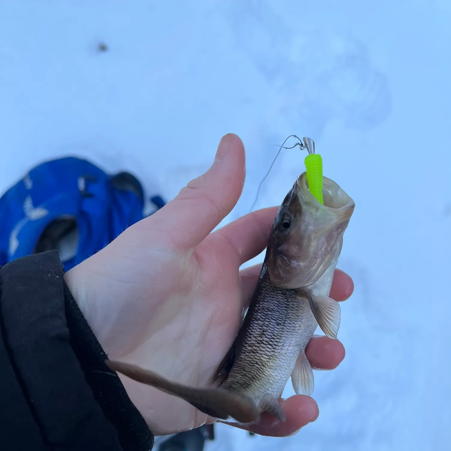 The most recent Creek chub catches on Fishbrain