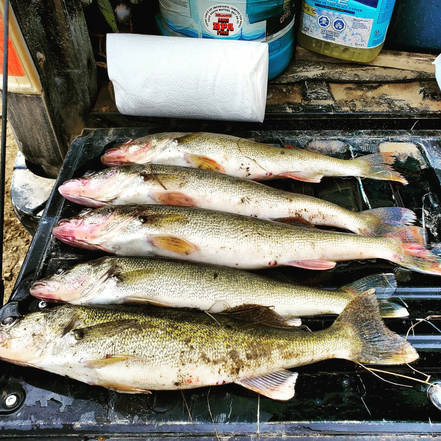 recently logged catches