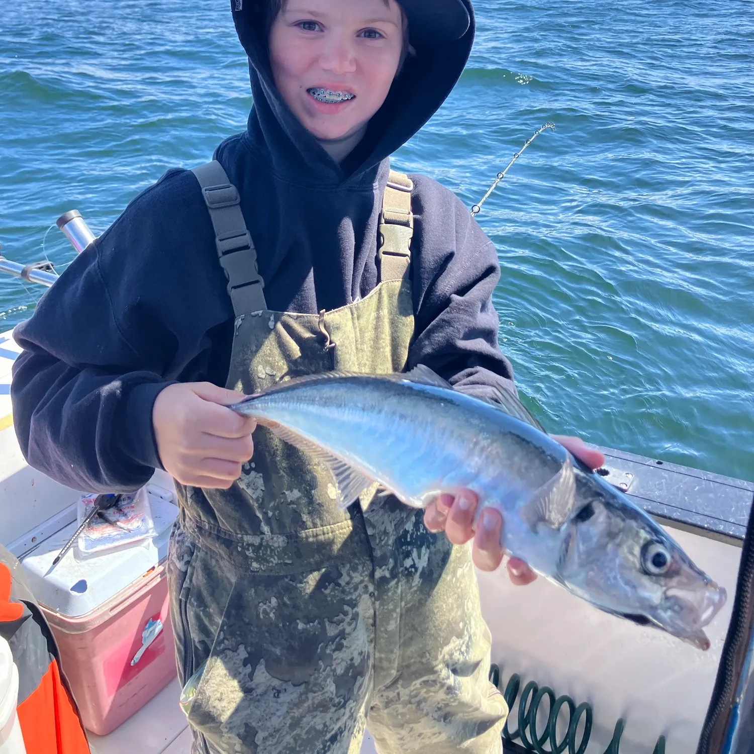 Atlantic mackerel caught on Fishbrain
