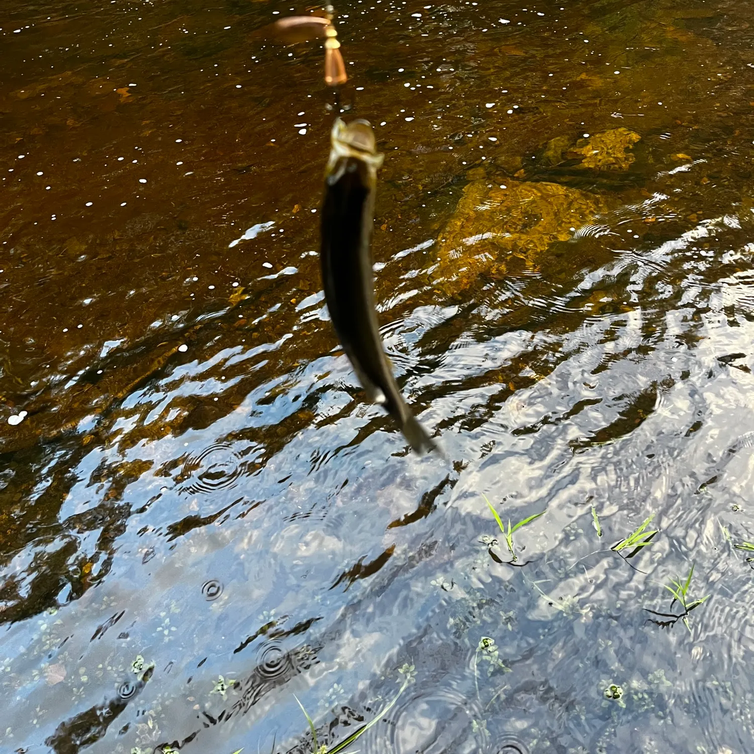 Smallmouth bass caught on Fishbrain