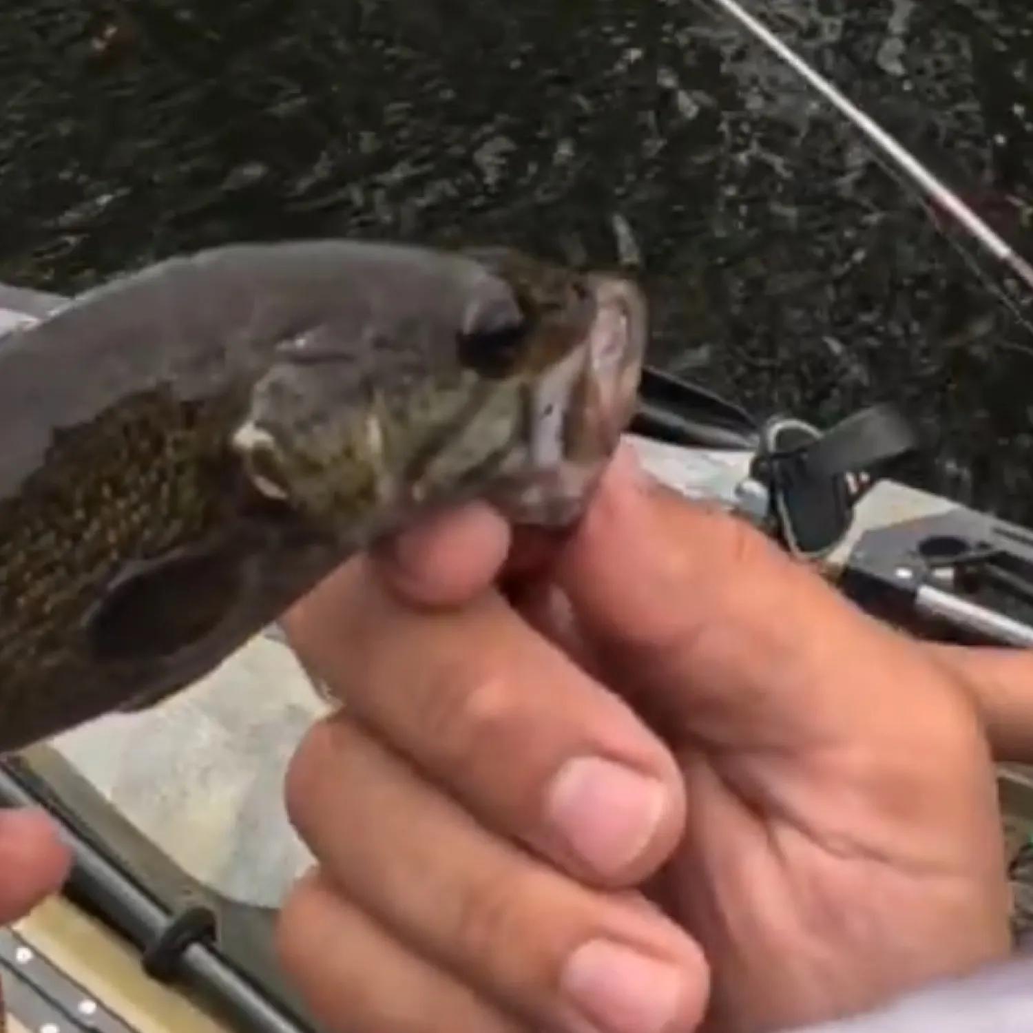 angler catch