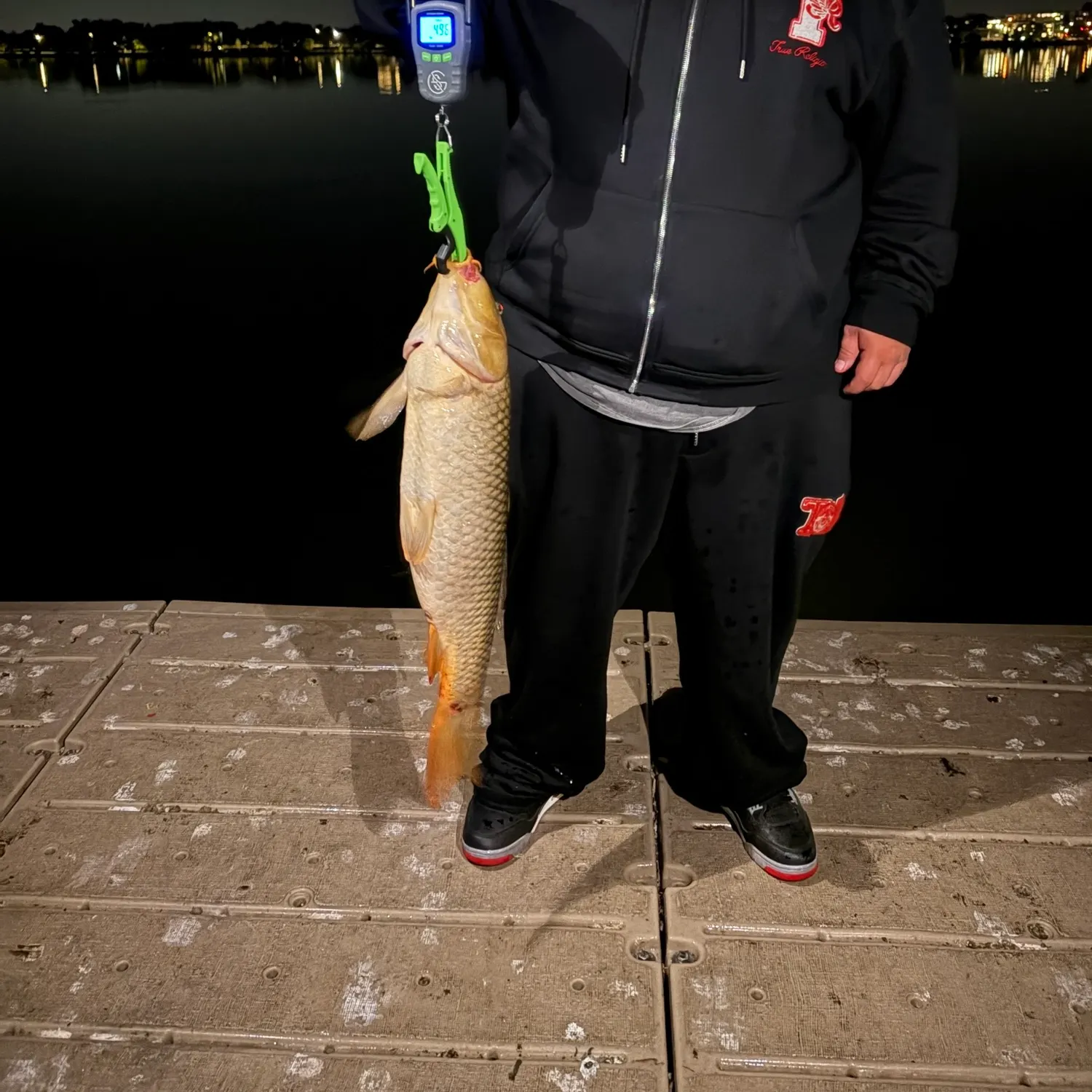 Common carp caught on Fishbrain