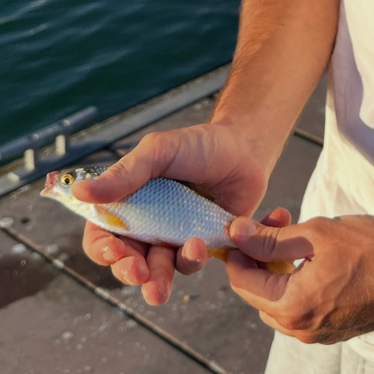 The most recent Picarel catches on Fishbrain