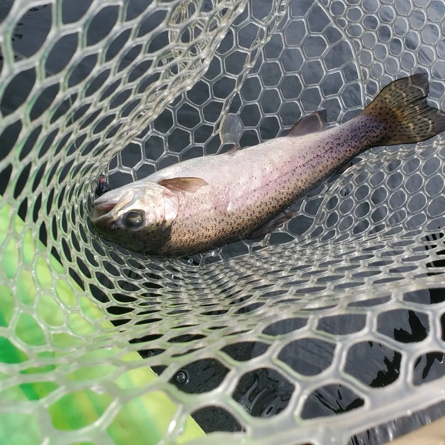 Rainbow trout caught on Fishbrain